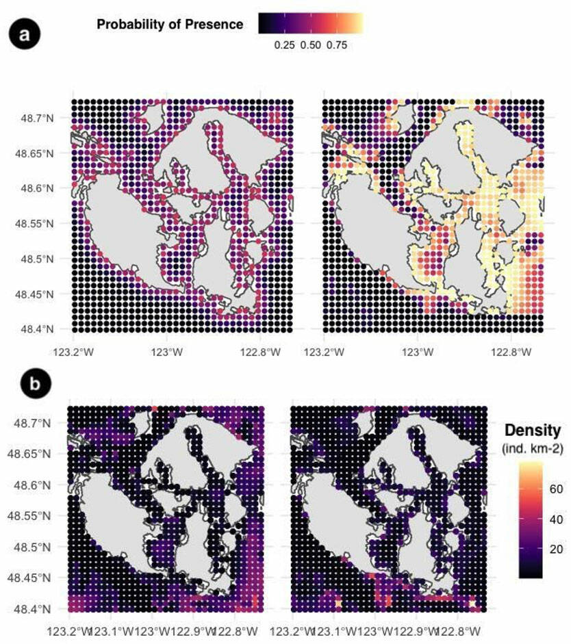 Contributed image/Aidan Cox
Maps of predicted Autumn distribution for marine top predator species in the San Juan Archipelago. A. Predicted probabilities of habitat occupancy based on logistic regression models of marine mammal distribution (L: harbor porpoise, R: harbor seals); yellow = highest probability of occurrence. B. Predicted species densities for seabirds based on generalized additive models (L: common murre, R: glaucous-winged gull); yellow = predicted highest densities.