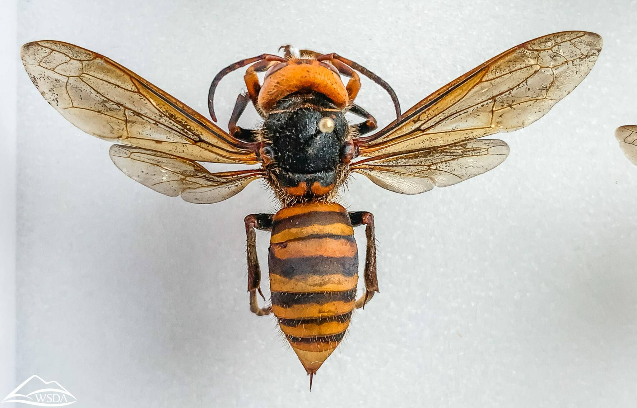 Photo courtesy of Washington State Department of Agriculture
Asian Giant Hornet.