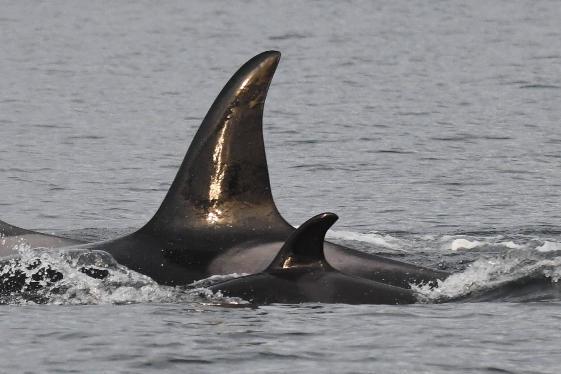 Contributed photo by the Center for Whale Research
Mother J37 with baby J59.
