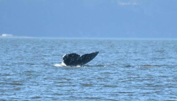 Contributed by Orca Network, photo by Marilyn Armbruster Gray CRC531