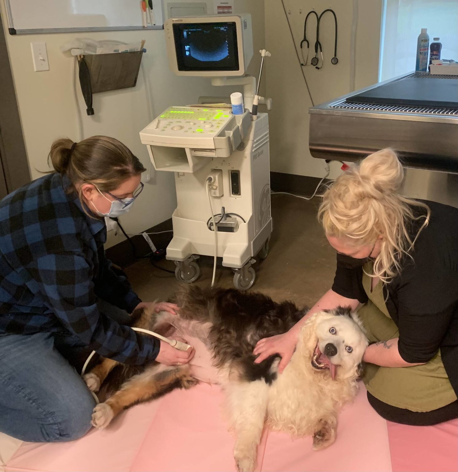 Special thanks to Islands Vet The Journal of the San Juan Islands