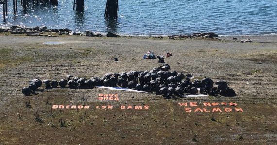 Tate Thomson/Staff photo
Islanders came together to form an orca mural on Jackson Beach on March 19. Words read “Save Orca. Breach LSR dams. We need salmon.”
