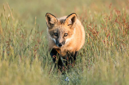 Contributed photo/ Jack Riley Superradiance Media
A young fox kit in the American Camp