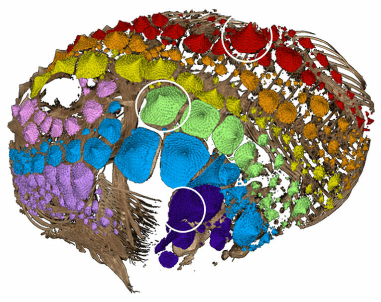 Contributed photo
Pacific Spiny Lumpsucker micro-CT image. Patterns of the eight rows of odontodes are shown in different colors. White circles highlight individual odontodes we tracked through development.