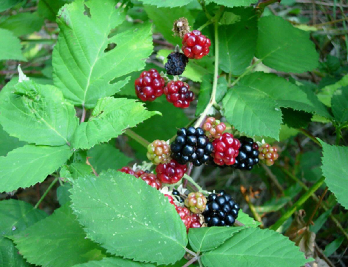 nwcb.wa.gov/contributed photo
Himalayan Blackberry, Rubus armeniacus.