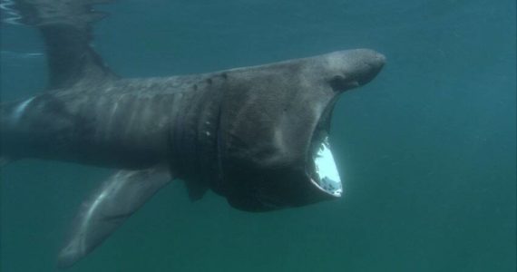 Contributed photo by Romney McPhie
A feeding Basking shark.