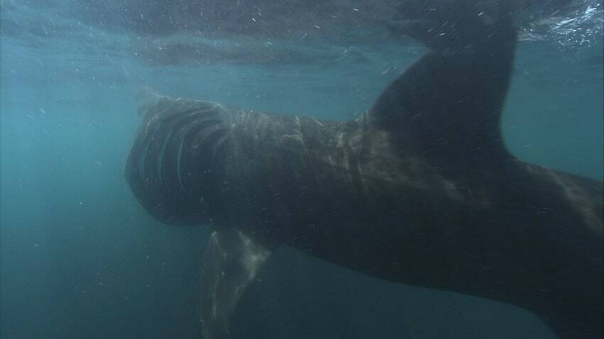 Contributed photo by Romney McPhie
Basking shark.