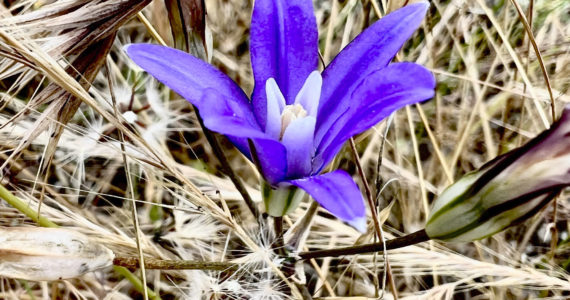 Contributed photo by Adam Martin
Indian Valley Brodiaea