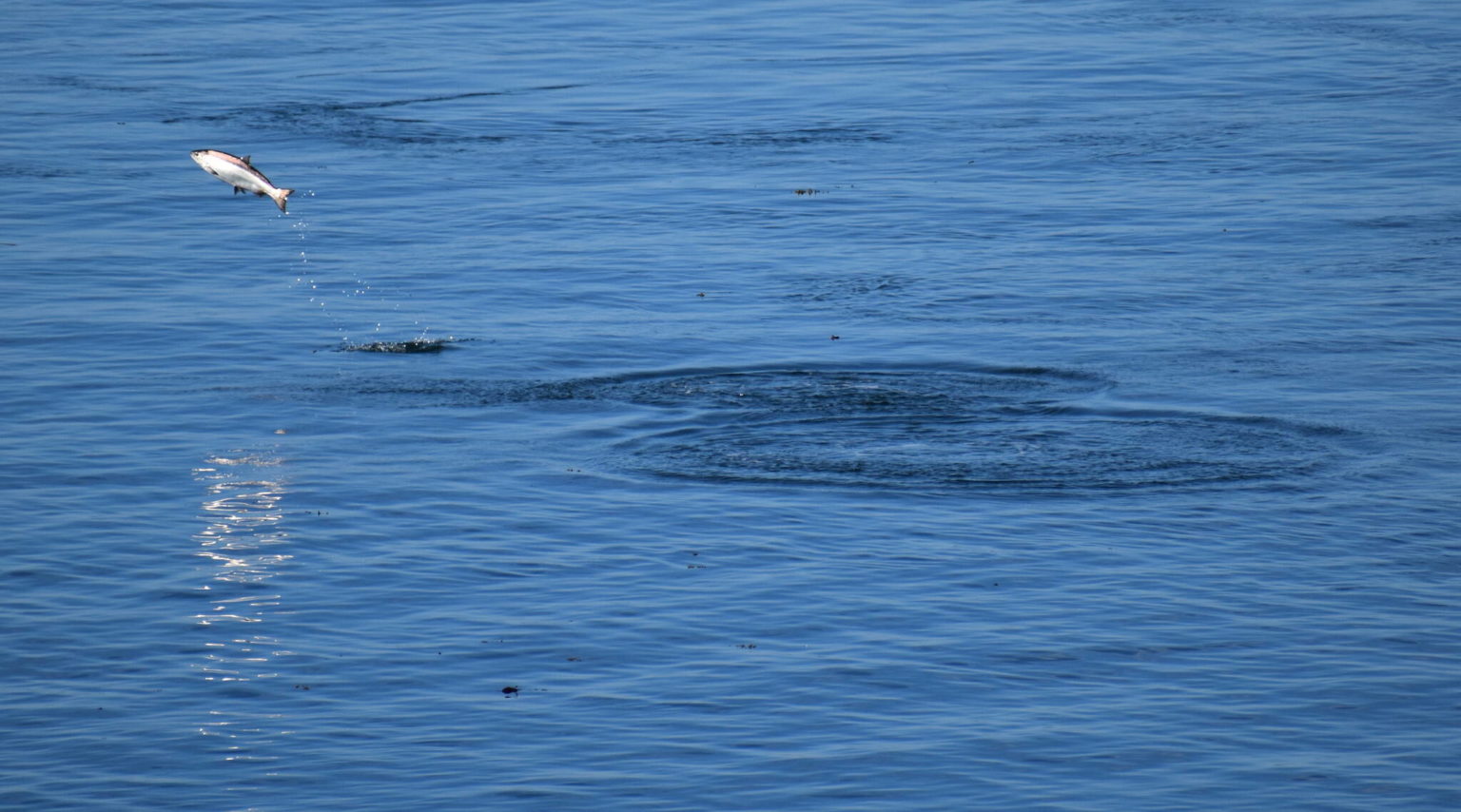 Large diesel spill on Sunset Point San Juan The Journal of the San
