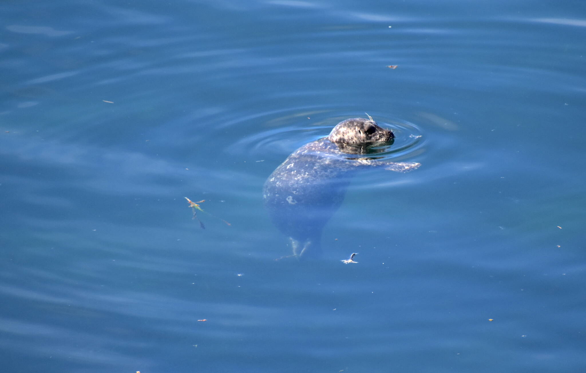 Kelley Balcomb-Bartok / Staff photo
A harbor seal floats lethargically in the shallow waters near the site of the vessel sinking surrounded by a sheen of diesel fuel.