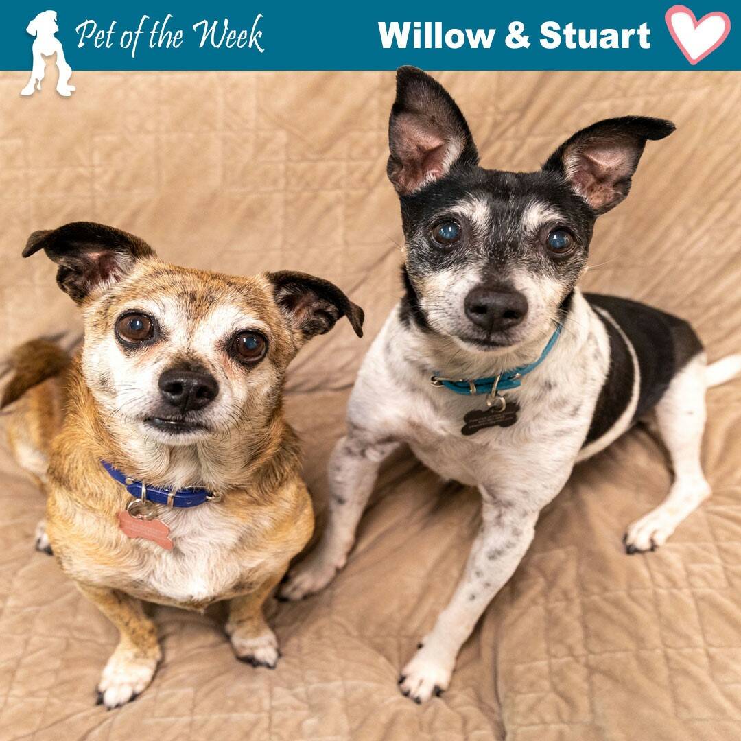 Contributed photo by the Animal Protection Society
Dynamic duo Willow and Stuart.