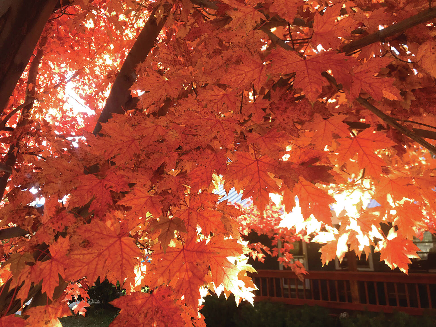 Big Leaf Maple health The Journal of the San Juan Islands