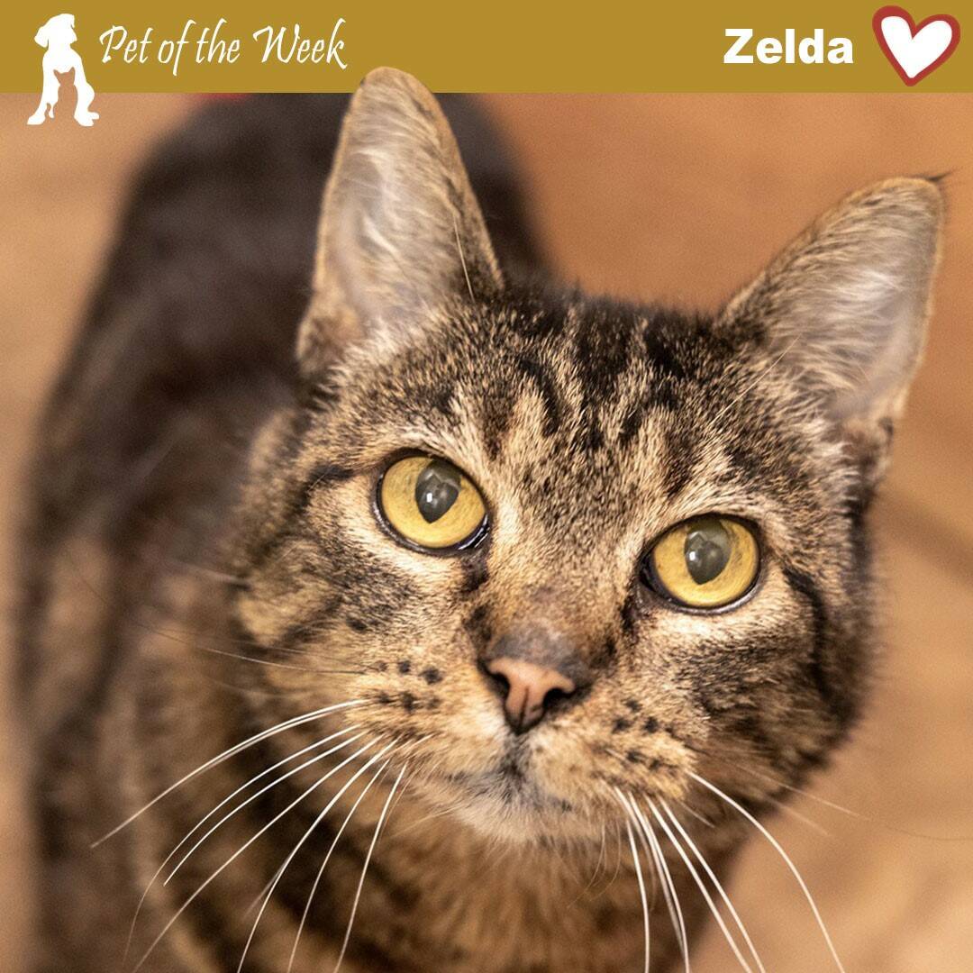 Contributed photo by Animal Protection Society Friday Harbor
Miss Zelda, in search for her forever home.