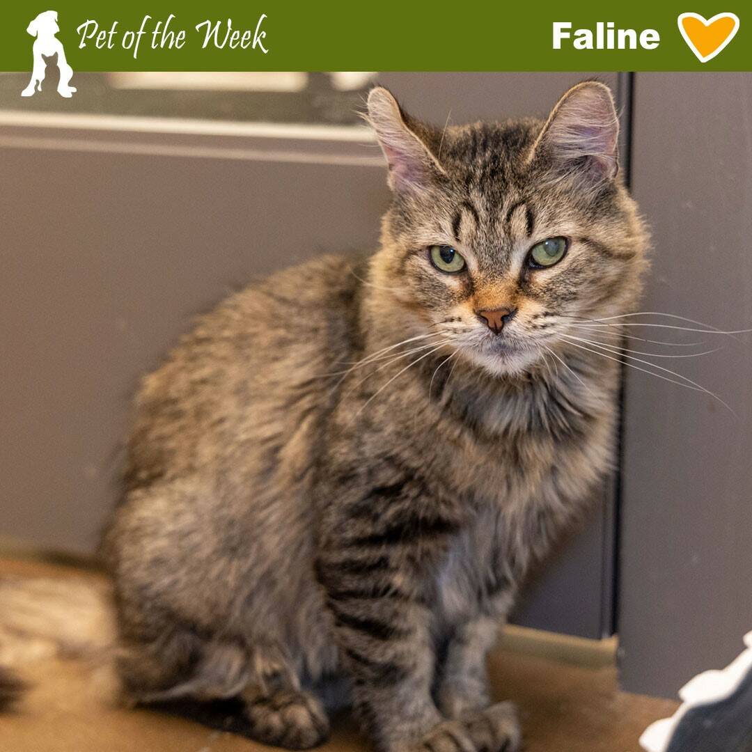 Contributed photo by the Animal Protection Society - Friday Harbor
Faline looking for her forever home.
