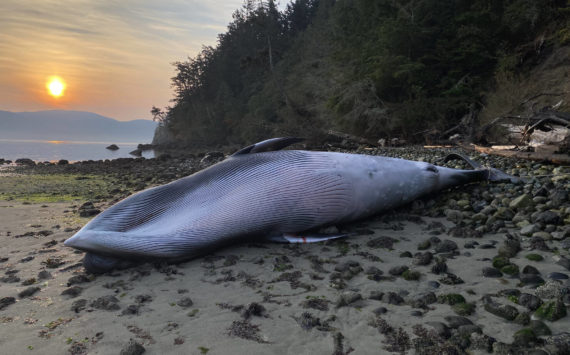 Joe Gaydos photo
The dead minke whale after it was towed to a beach on Blakely.