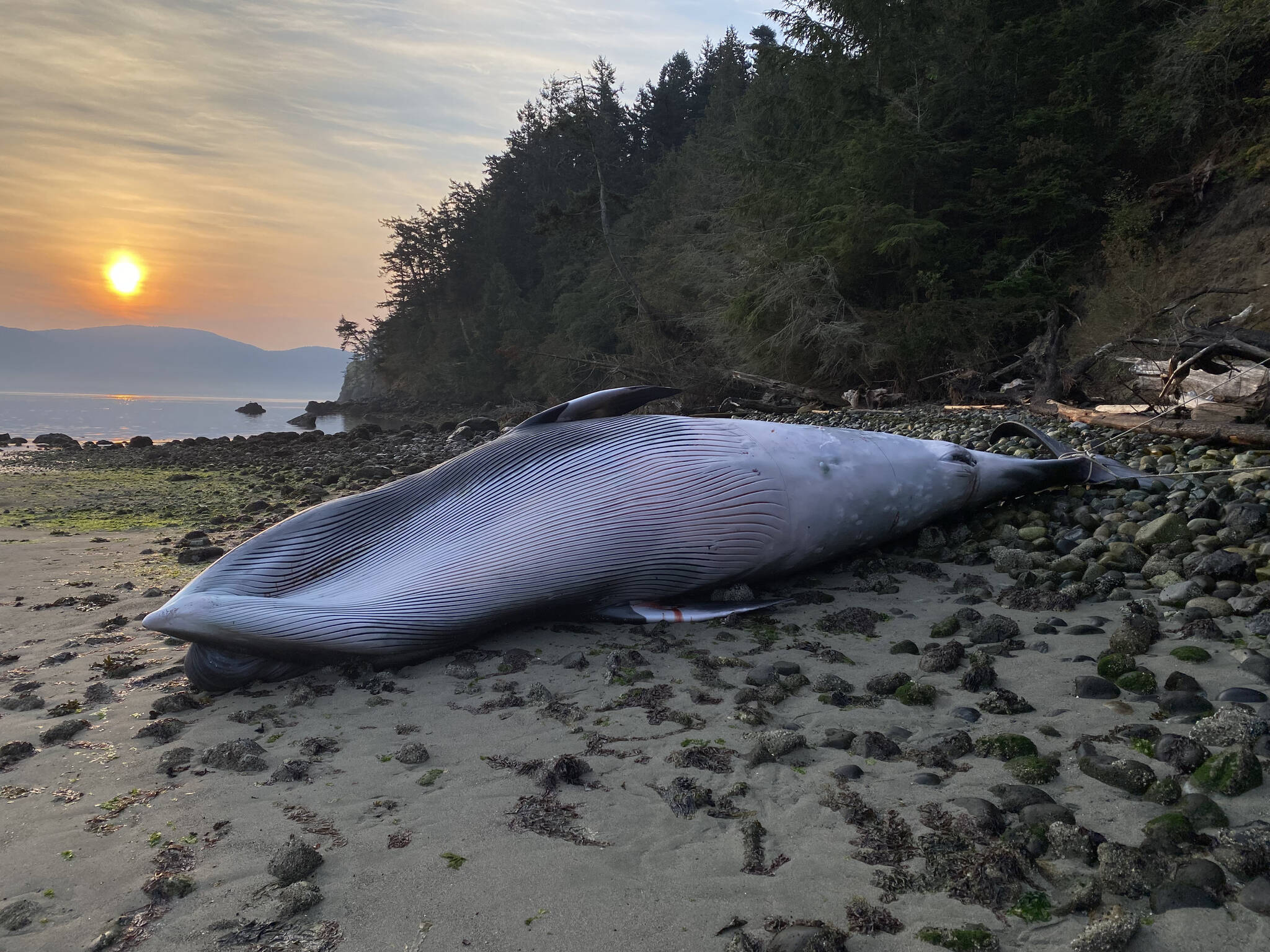Minke whale dies after being struck by large vessel The Journal of