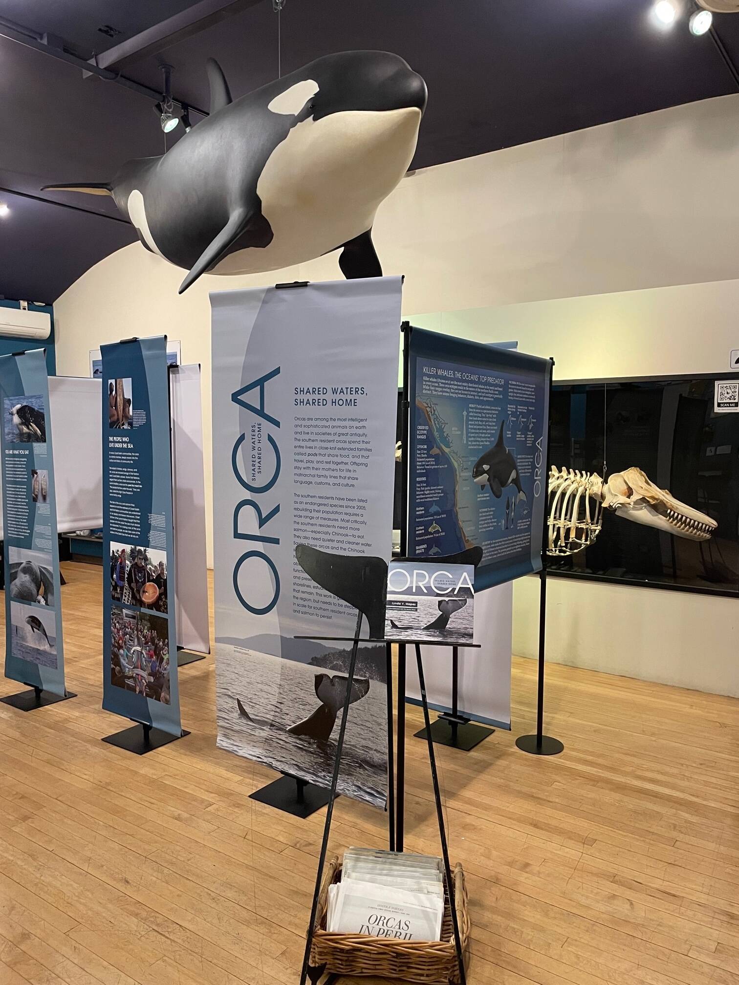 Contributed photo by The Whale Museum
”Orca: Shared Waters, Shared Home” exhibit on display now