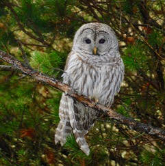 Contributed photo by Susan Vernon
A barred owl keeps an eye out for intruders.
