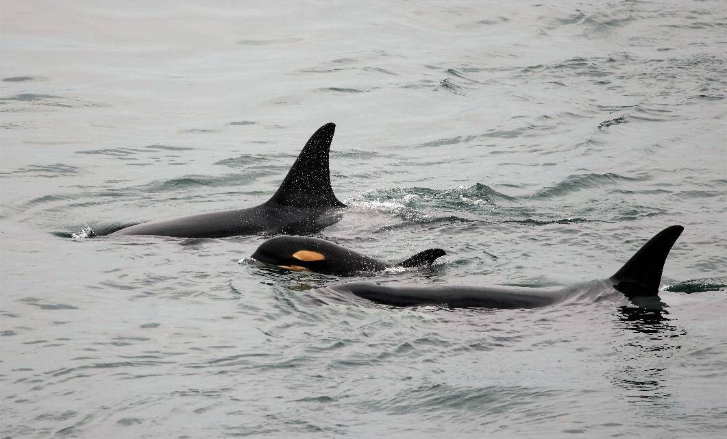 Contributed photo by Jill Hein
J59 seen swimming between J40 Suttles and J37 HyShqa in June 2022.