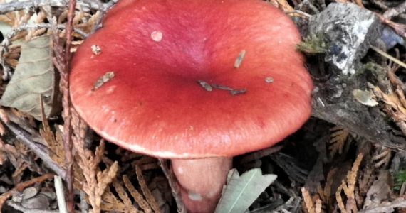 Rosy Russula is one of the widespread and until recently very common mycorrhizal fungi associated with coniferous woodlands in the islands.