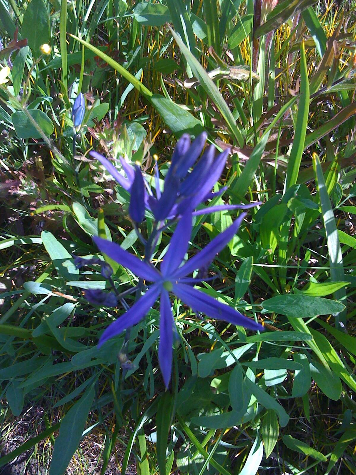 Contributed photo by the Master Gardeners of San Juan County
Common camas (Camassia quamash)