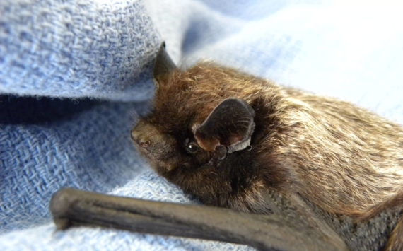 Contributed photo by Wolf Hollow
Silver-Haired Bat recovering at Wolf Hollow.