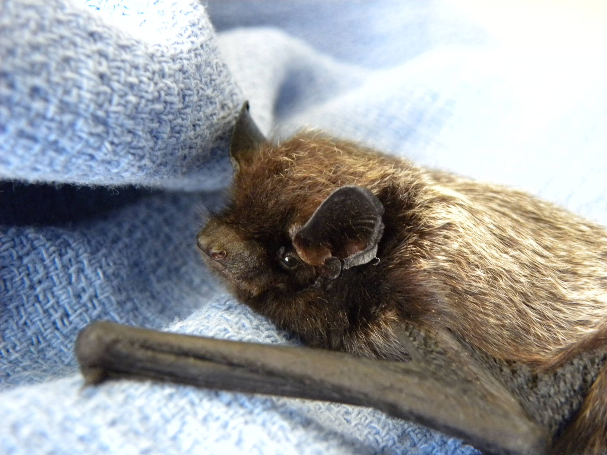 Contributed photo by Wolf Hollow
Silver-Haired Bat recovering at Wolf Hollow.