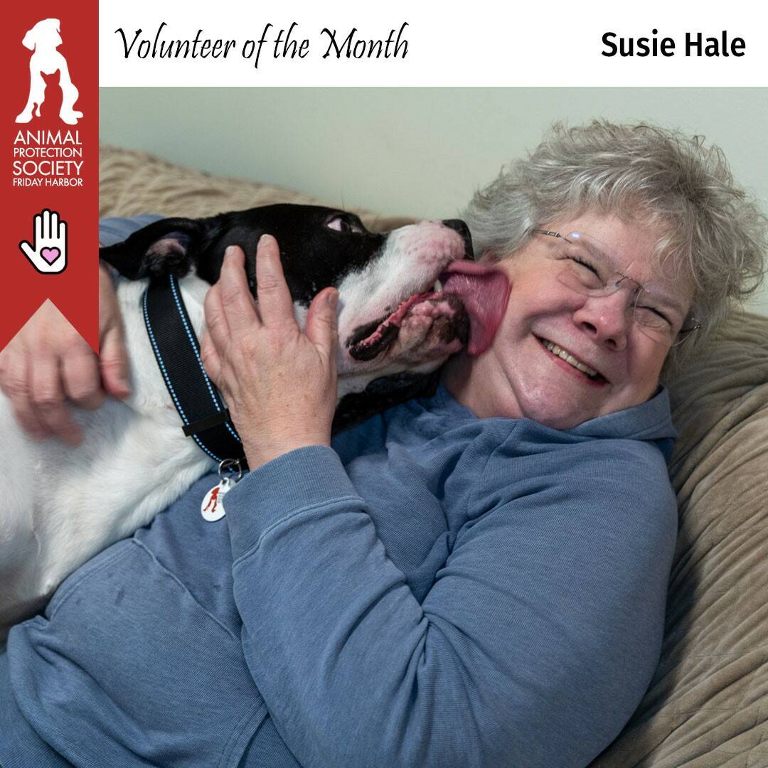 Contributed photo by the Animal Protection Society - Friday Harbor
Max the bulldog showering Susie Hale with love.