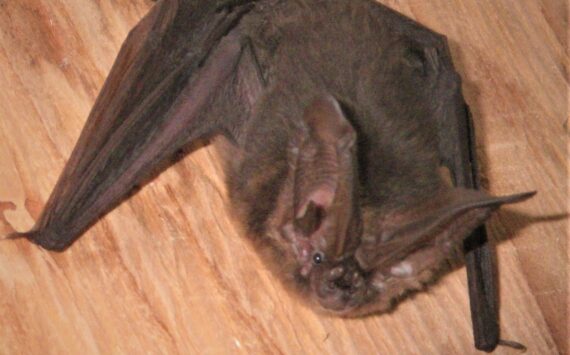 Contributed photo by Russel Barsh
A solo Townsend’s Big-Eared Bat found in a toolshed.