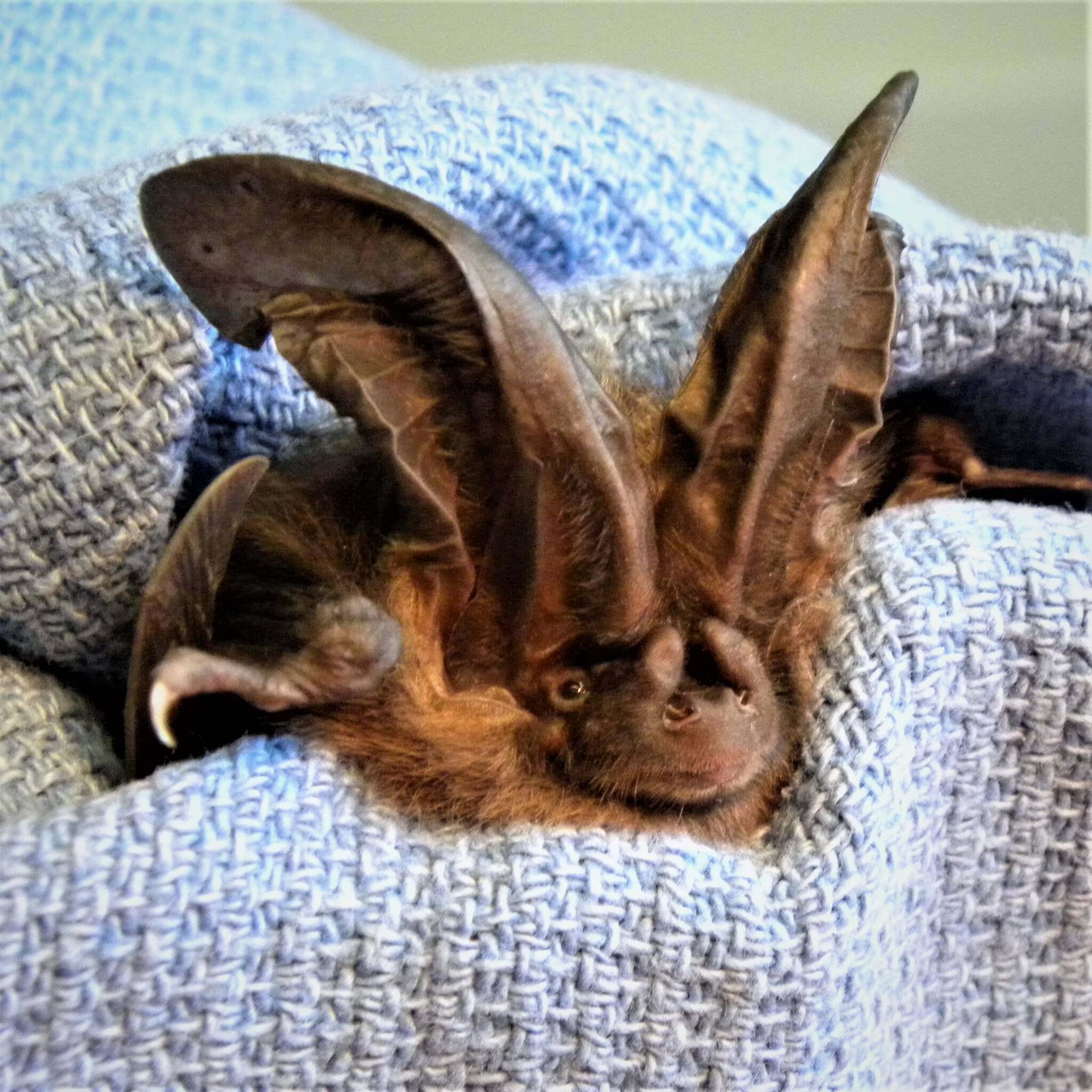 Contributed photo by Wolf Hollow Wildlife Rehabilitation Center
A Townsend’s Big-Eared Bat in Wolf Hollow's care.