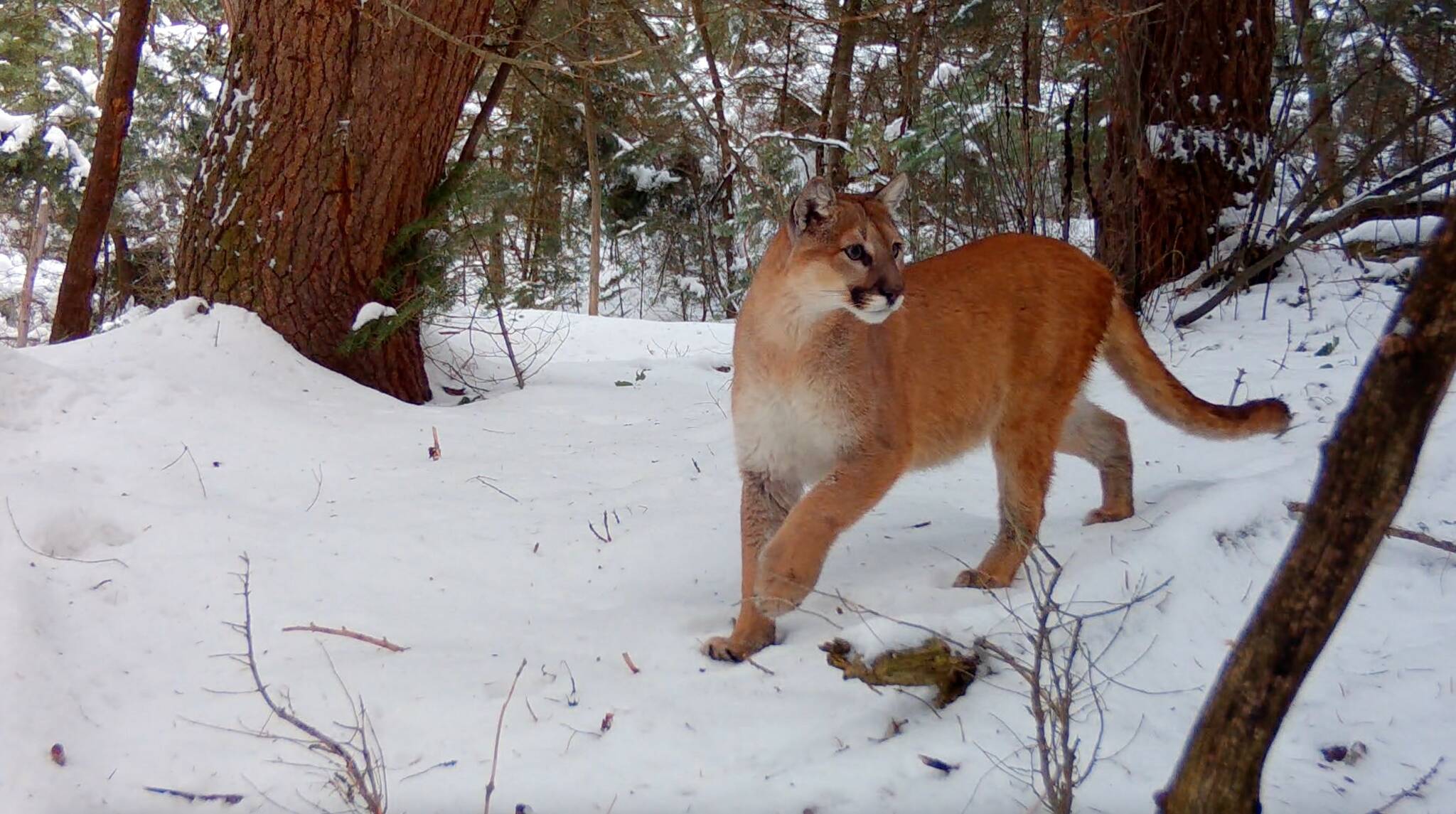 Living with mountain lions The Journal of the San Juan Islands