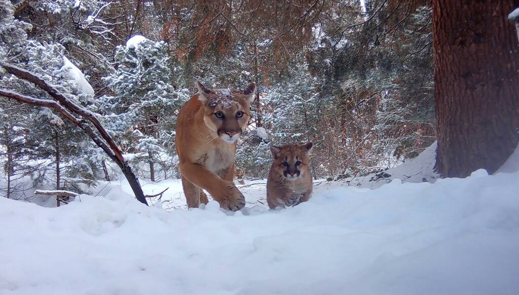 Contributed photo by Denise Peterson Mom and kitten.