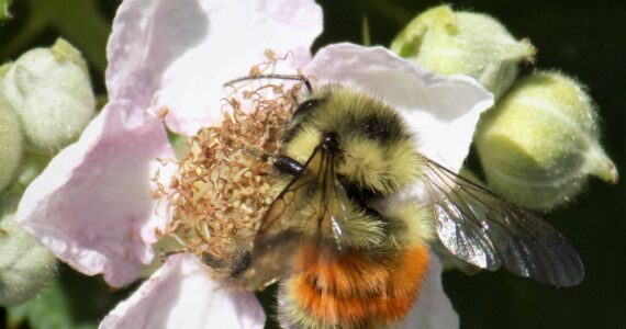 Contributed photo by Russel Barsh
A Black-Tailed Bumblebee queen enjoys an early blackberry bloom