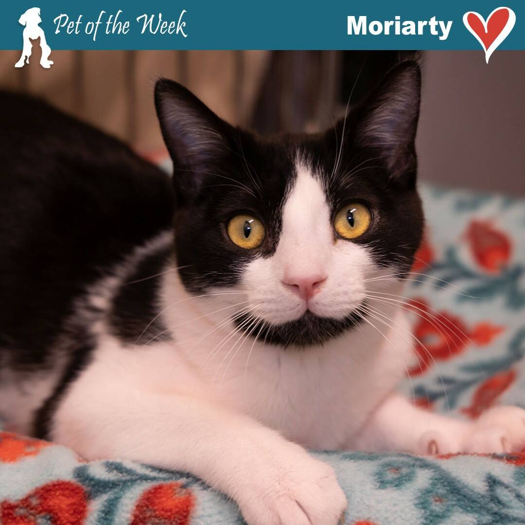 Contributed photo by the Animal Protection Society - Friday Harbor
Moriarty wants to know if you are his forever cuddling companion.