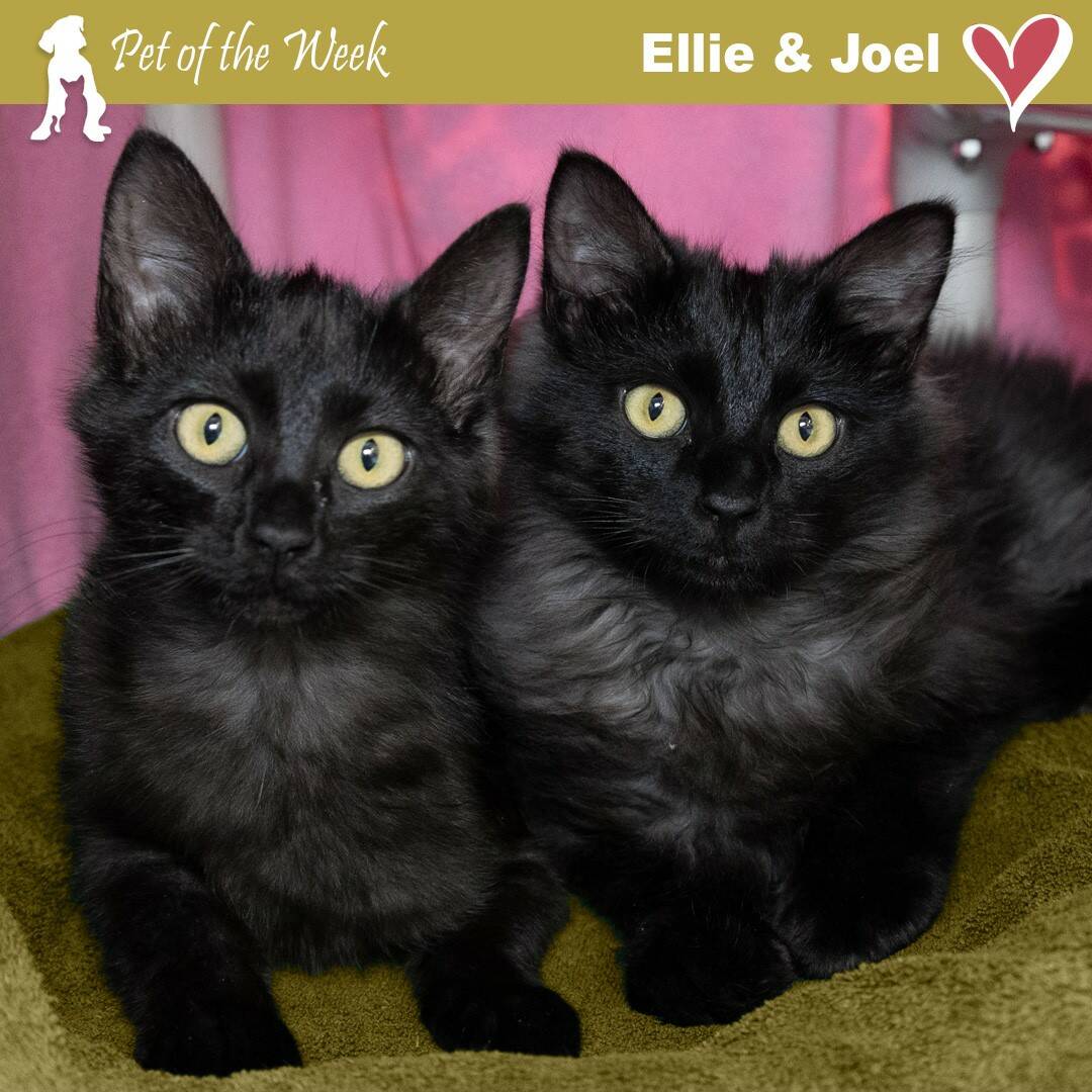 Contributed by the Animal Protection Society - Friday Harbor
Elie and Joel hope to find their forever home together.