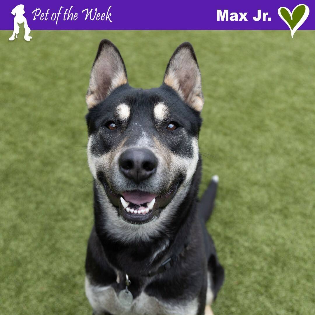 Contributed photo by the Animal Protection Society - Friday Harbor
Max Jr., not to be confused with Max Sr., loves to play and relax with his friends.