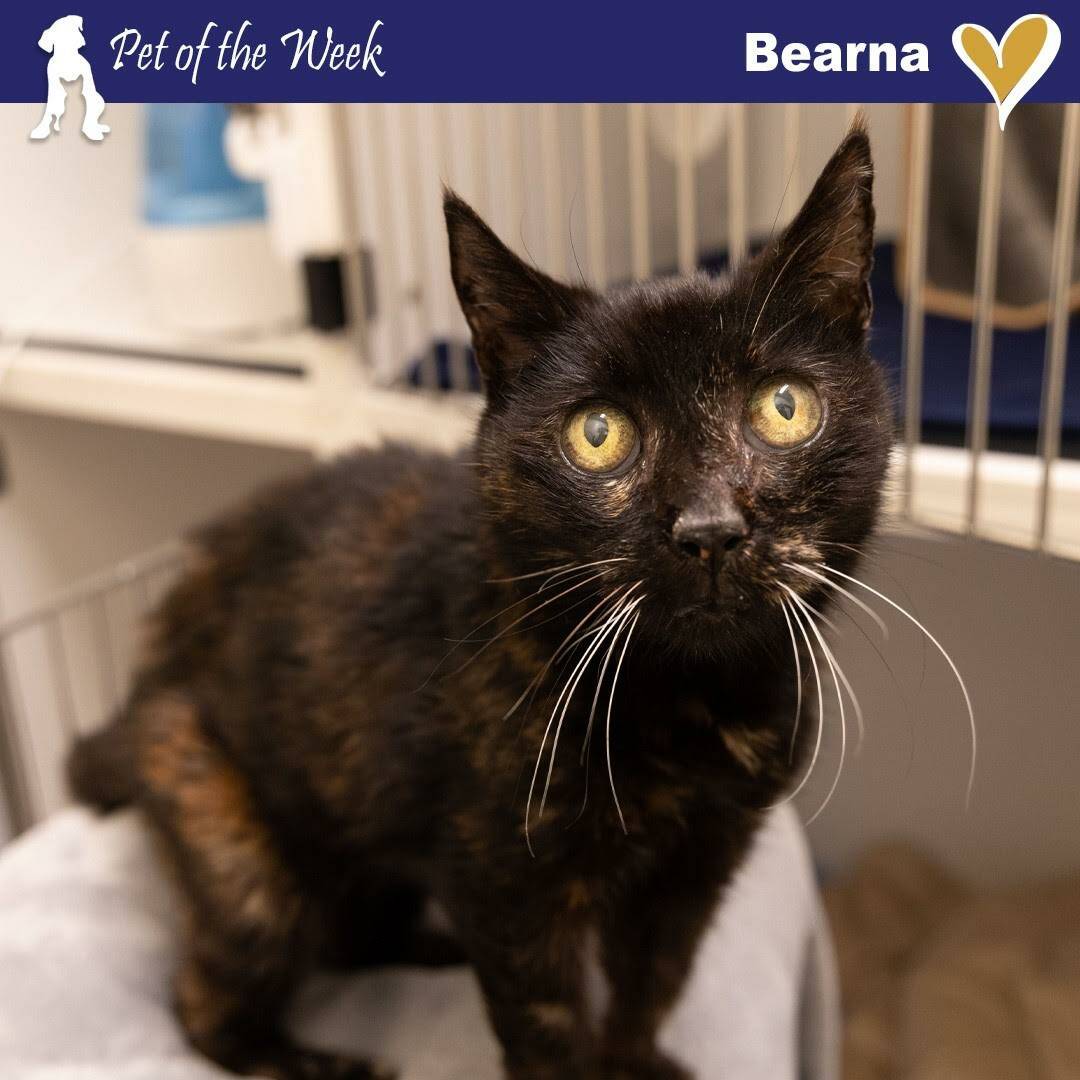 Contributed photo by the Animal Protection Society - Friday Harbor
Bearna is full of gumption at the Senior Suite