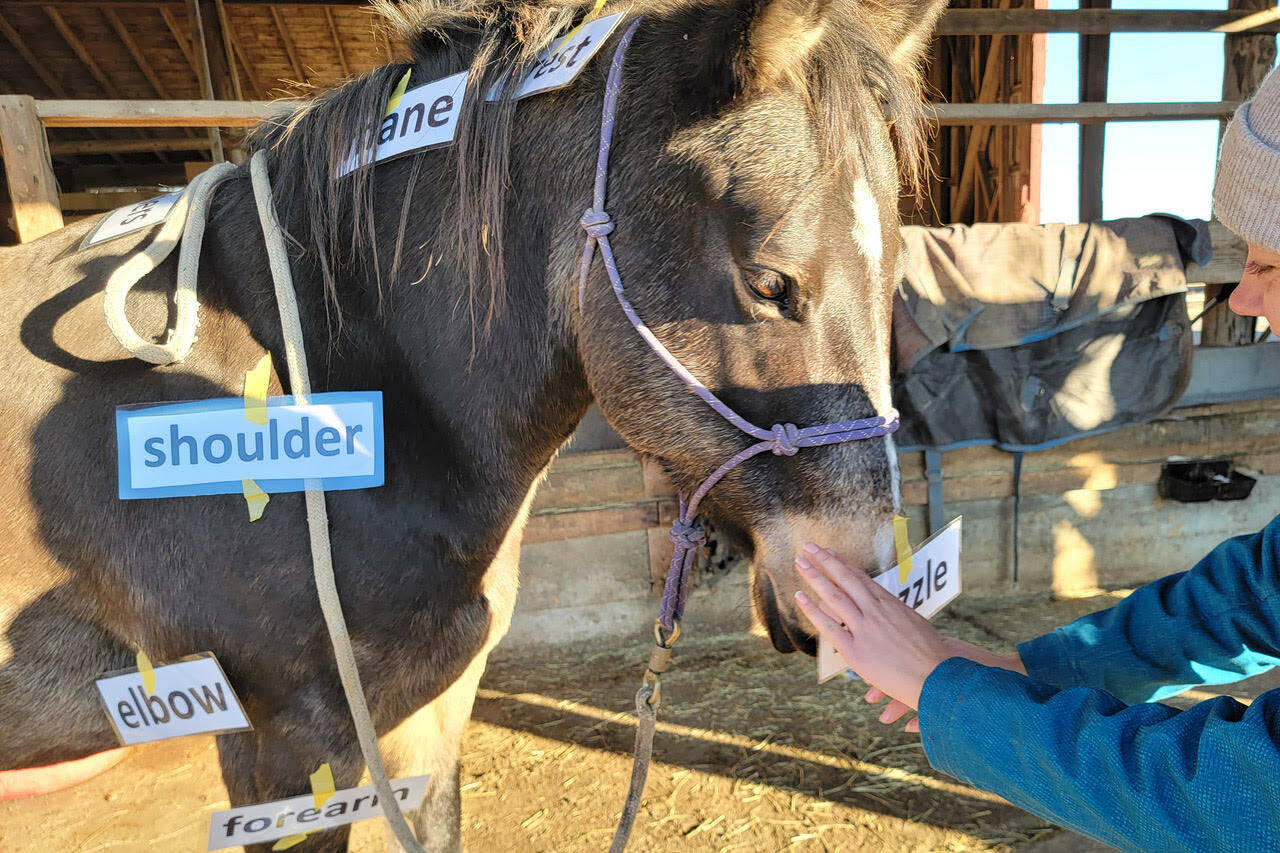 Contributed photo by Island Haven Animal Sanctuary.