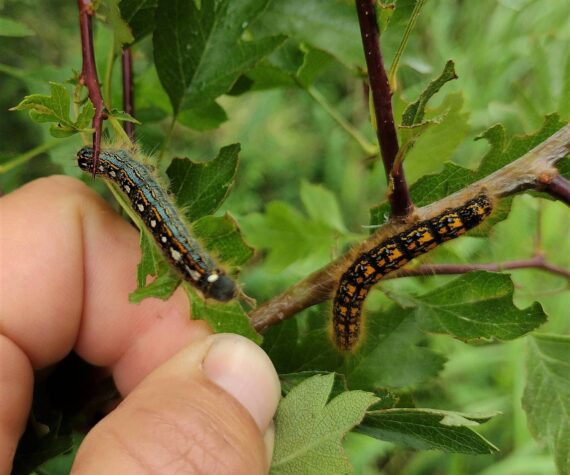 <p>Contributed photo by Madrona Murphy</p>
                                <p>The Forest tent caterpillar is on the left, and the Western tent caterpillar is on the right.</p>