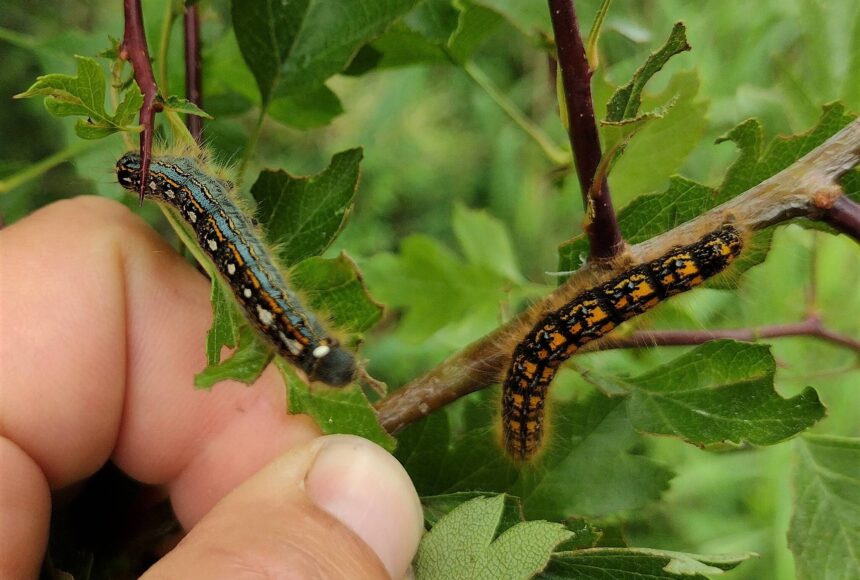<p>Contributed photo by Madrona Murphy</p>
                                <p>The Forest tent caterpillar is on the left, and the Western tent caterpillar is on the right.</p>