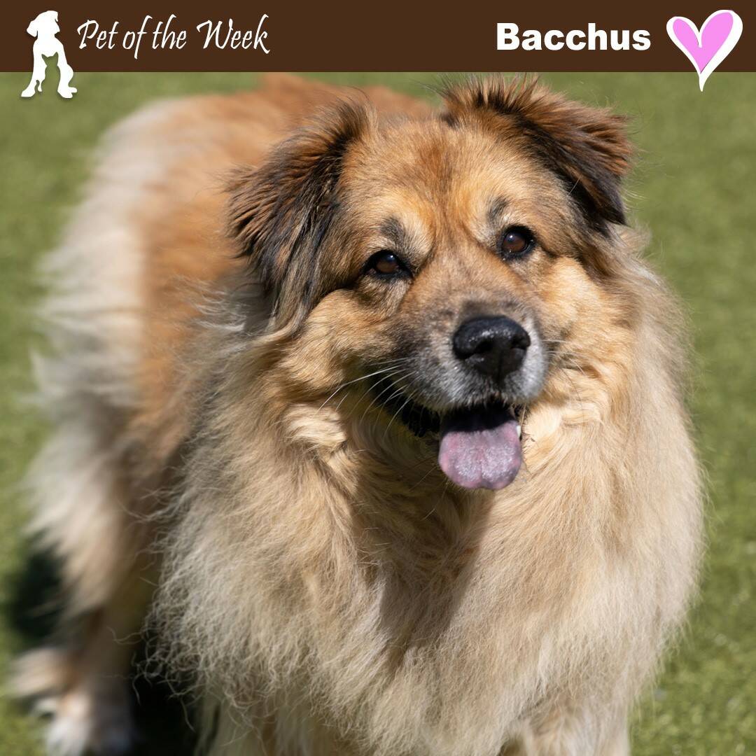 Contributed photo by the Animal Protection Society - Friday Harbor
Bacchus, with her thick coat, has some tips to keep her and her fellow dog friends cool this summer.