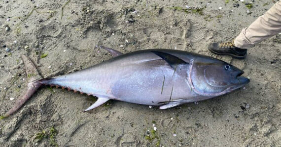 SeaDoc Society photo. The bluefin tuna.