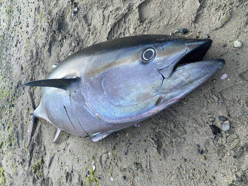 SeaDoc Society photo. 
The bluefin tuna.