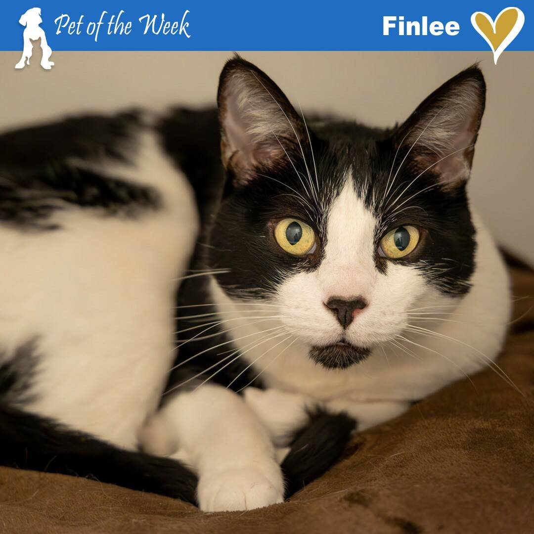 Contributed photo by APS-FH
Finlee is looking for his forever indoor home.