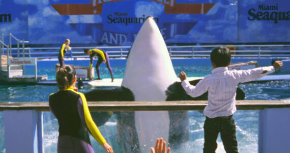 Photo by Ken Balcomb
Under her stage name of Lolita (aka Tokitae, aka Sk’aliCh’elh-tenaut), a young female orca performs for an audience of adoring fans in a small tank at the Miami Seaquarium in this archive photo from the mid 1990s. With the help of a few key non-profits, the Lummi Nation, and the blessing of the marine park’s owner, Sk’aliCh’elh-tenaut as she is now known may retire to the waters of the Pacific Northwest after over 53 years in show business.
