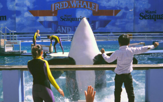 Photo by Ken Balcomb
Under her stage name of Lolita (aka Tokitae, aka Sk’aliCh’elh-tenaut), a young female orca performs for an audience of adoring fans in a small tank at the Miami Seaquarium in this archive photo from the mid 1990s. With the help of a few key non-profits, the Lummi Nation, and the blessing of the marine park’s owner, Sk’aliCh’elh-tenaut as she is now known may retire to the waters of the Pacific Northwest after over 53 years in show business.
