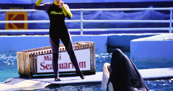 Photo by Ken Balcomb 
Prior to her death Friday, August 18, Lolita entertained audiences for over five decades in a small pool at the Miami Seaquarium. Lolita, aka Tokitae, recently retired from show business and was actively preparing to return to the Pacific Northwest where she was born in the mid 1960s.