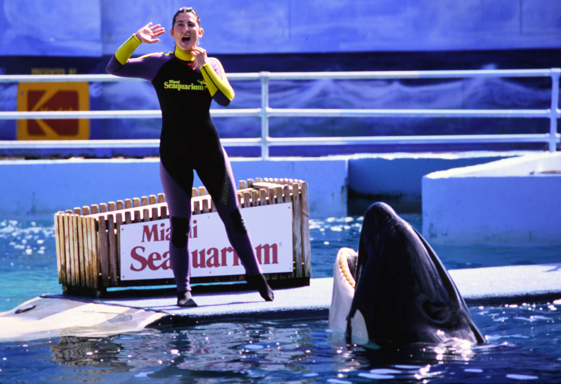 Photo by Ken Balcomb 
Prior to her death Friday, August 18, Lolita entertained audiences for over five decades in a small pool at the Miami Seaquarium. Lolita, aka Tokitae, recently retired from show business and was actively preparing to return to the Pacific Northwest where she was born in the mid 1960s.
