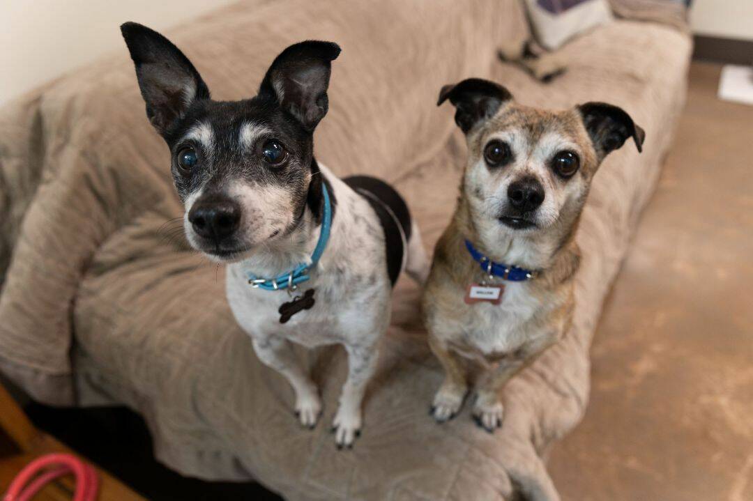 Contributed photo by APS-FH
At the shelter.