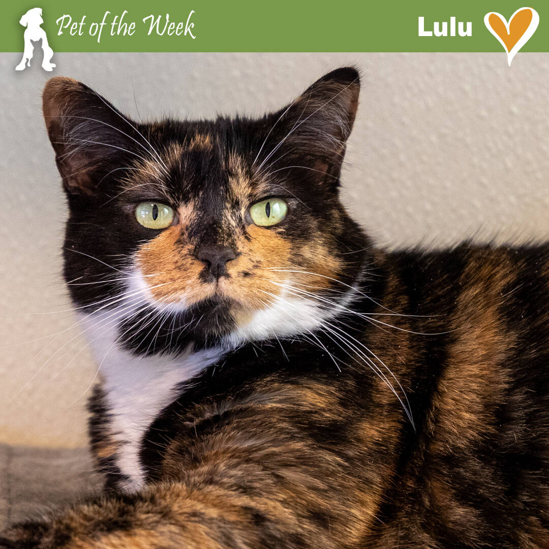 Contributed photo by the Animal Protection Society 
Friday Harbor Lulu ruling from her throne.